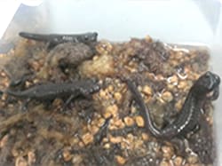 Ex-situ conservation of Ezo salamanders / Toshiba Hokuto Electronics Corporation (Hokkaido)