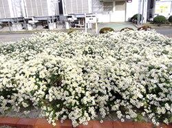Chrysanthemum japonense blooming proudly at our plant / Himeji Toshiba E.P. Corporation (Hyogo)