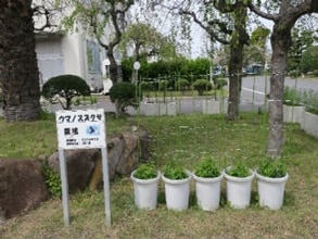これは、希兵庫県花（野路菊）およびウマノスズクサの栽培　画像1です。