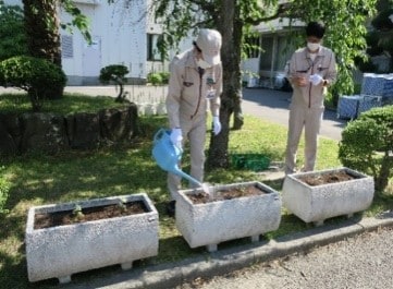 これは、希兵庫県花（野路菊）およびウマノスズクサの栽培　画像3です。