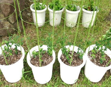 これは、新しく植栽したウマノスズクサの画像です。