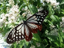 A chestnut tiger butterfly flying onto a thoroughwort / Toshiba Electronic Devices & Storage Corporation  Himeji Operations – Semiconductor (Hyogo)