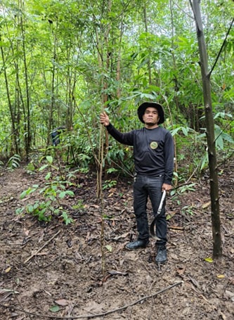 Tree Grown to Human Height