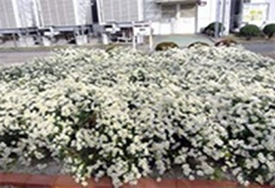 Cultivation of Hyogo prefecture flowers - chrysanthemum japonense and aristolochia debilis (dutchman's pipe vine)