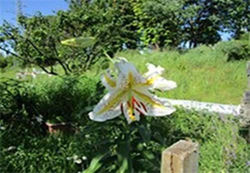 "White lilies," the flower of Kitakami City, blooming in the rare plant beds