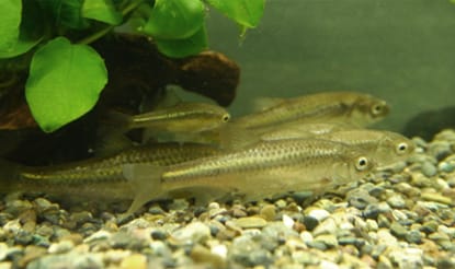The Hemigrammocypris rasborella in the pond