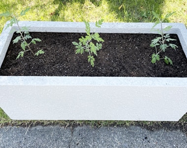Newly planted chrysanthemum japonense